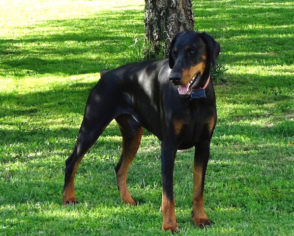 Rangoon uploaded   8 year/s ago