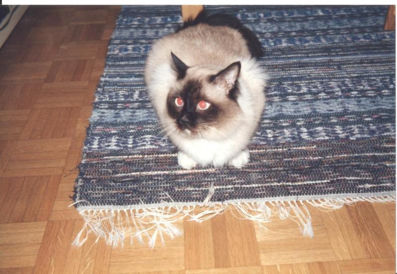 Rangoon uploaded   1 year/s ago