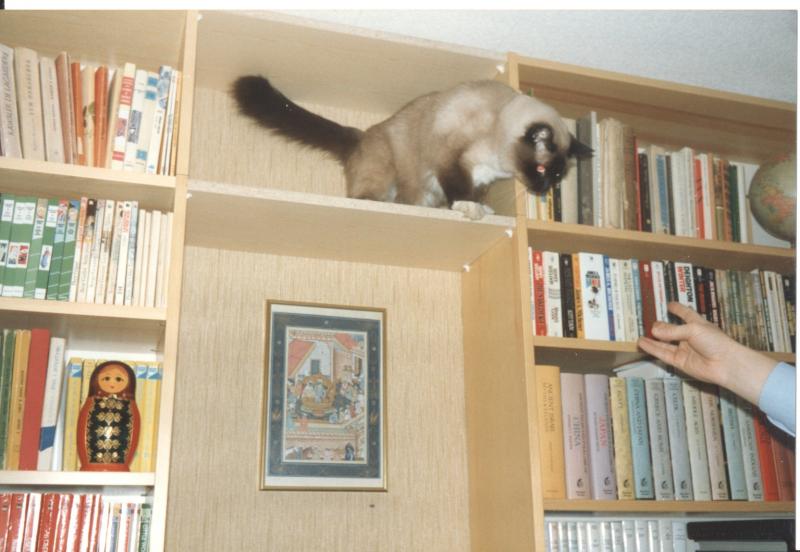 Rangoon uploaded   1 year/s ago