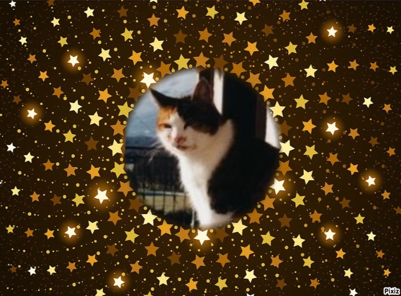 Rangoon uploaded   16  day/s  ago