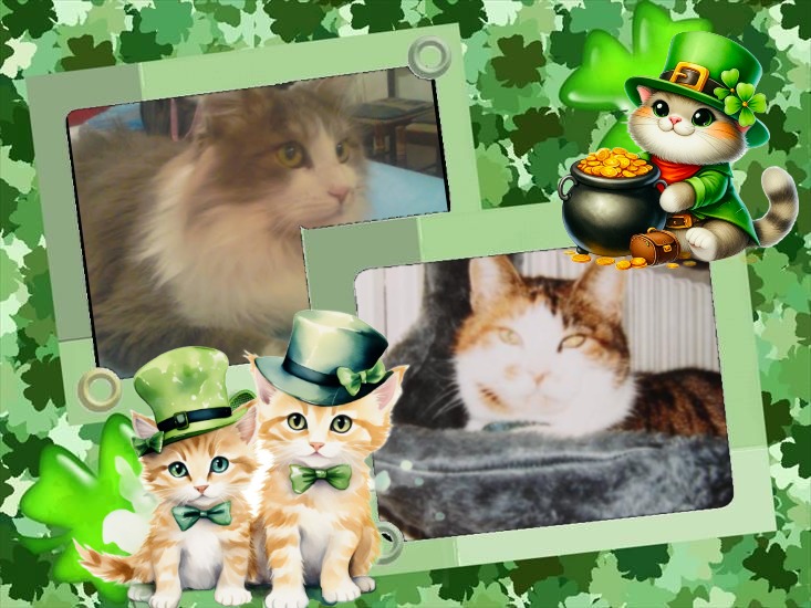 Rangoon uploaded   22  day/s  ago