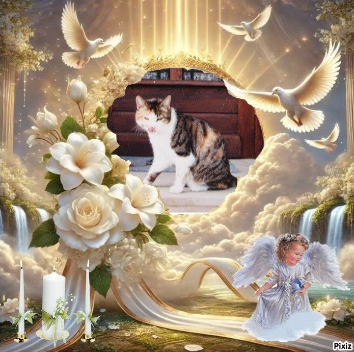 Rangoon uploaded   12  day/s  ago