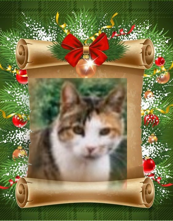 Rangoon uploaded   12  day/s  ago