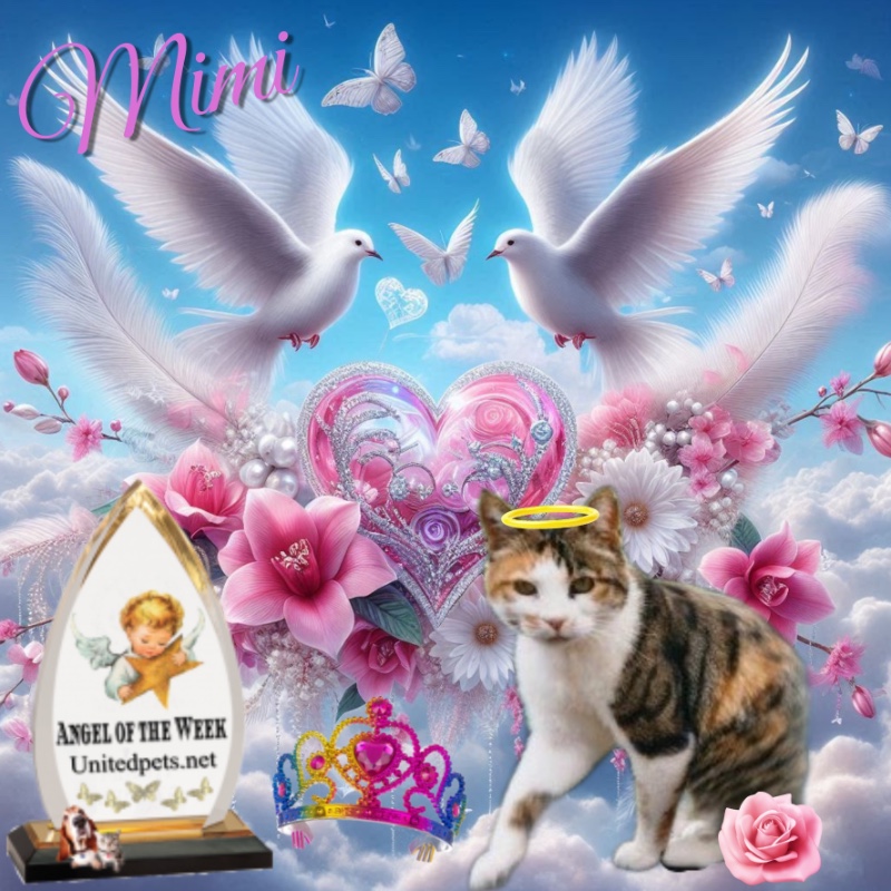 Rangoon uploaded   11  day/s  ago