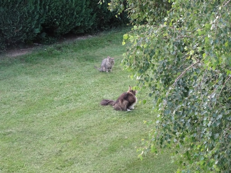 Rangoon uploaded   5 year/s ago