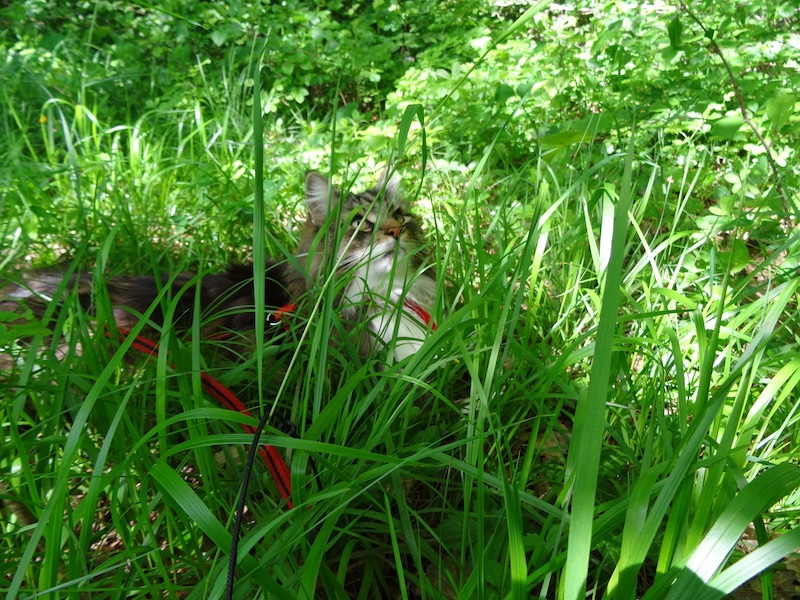 Rangoon uploaded   4 year/s ago