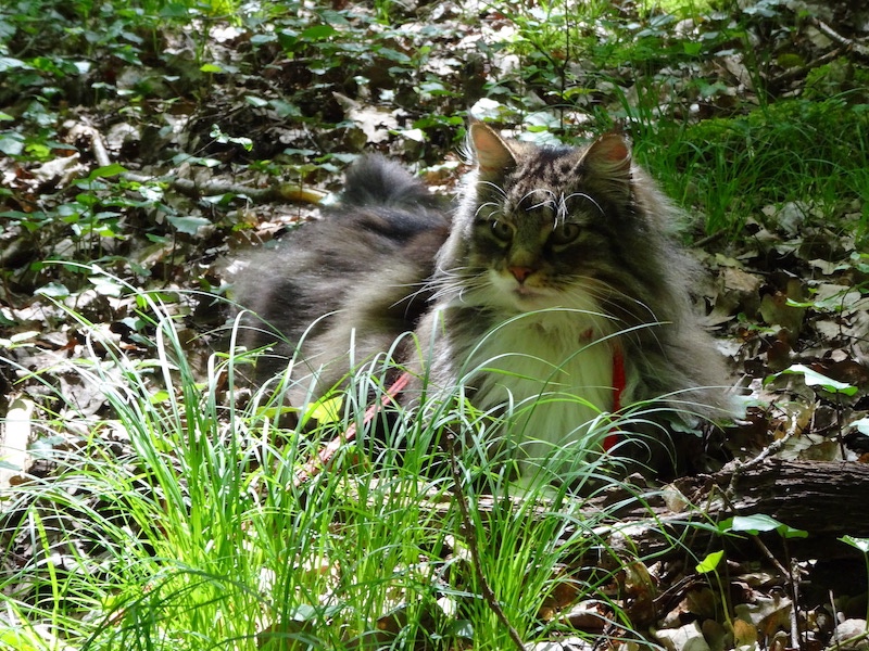 Rangoon uploaded   4 year/s ago