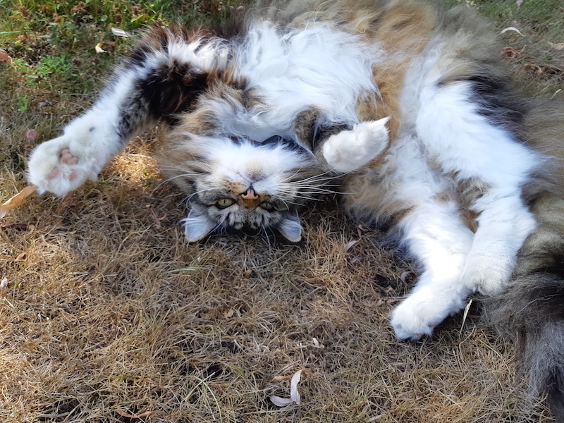 Rangoon uploaded   3 year/s ago