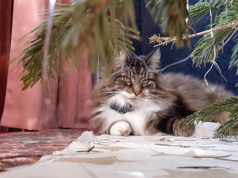 Rangoon uploaded   3 year/s ago