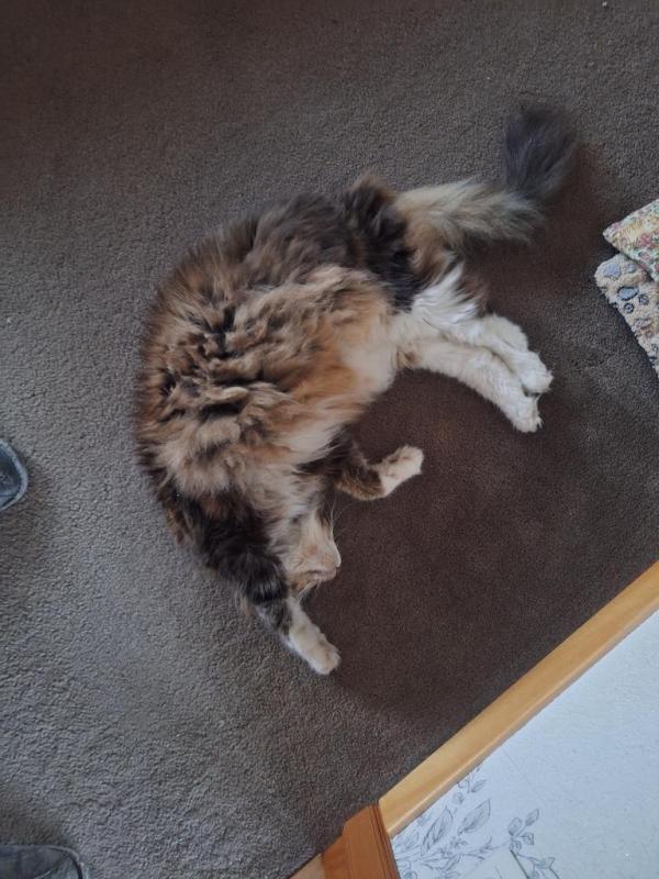 Rangoon uploaded   154  day/s  ago