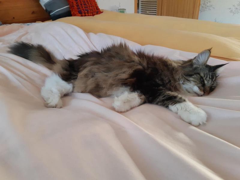 Rangoon uploaded   154  day/s  ago