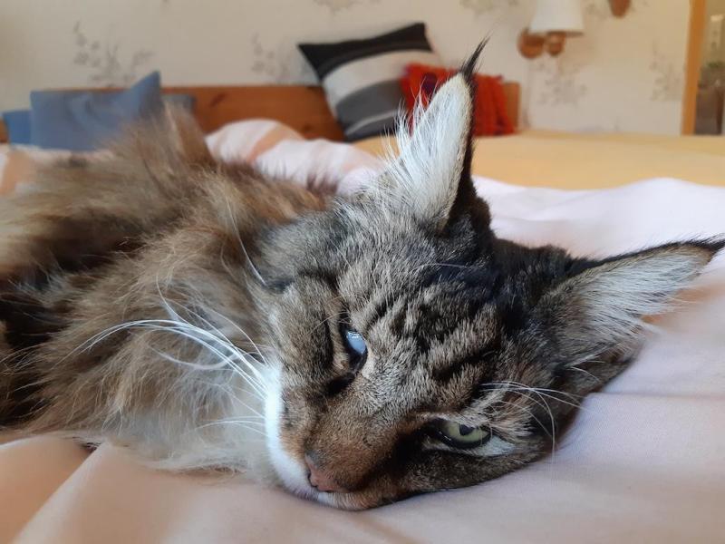 Rangoon uploaded   154  day/s  ago