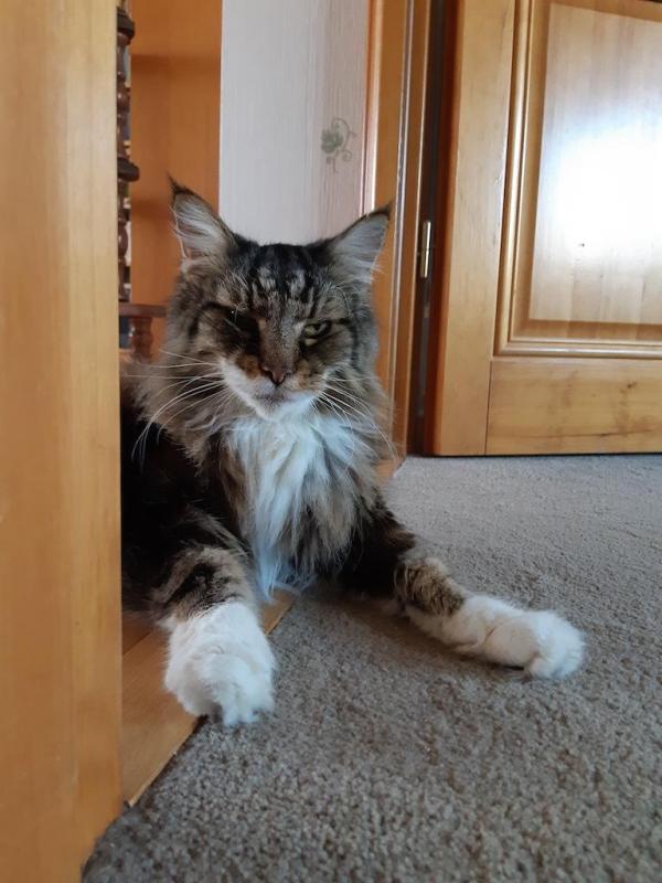 Rangoon uploaded   154  day/s  ago