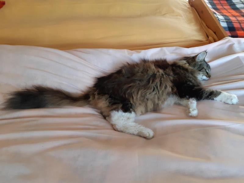 Rangoon uploaded   146  day/s  ago