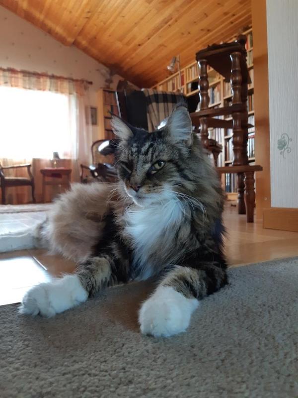 Rangoon uploaded   146  day/s  ago