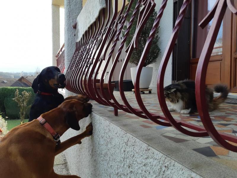 Rangoon uploaded   1 year/s ago