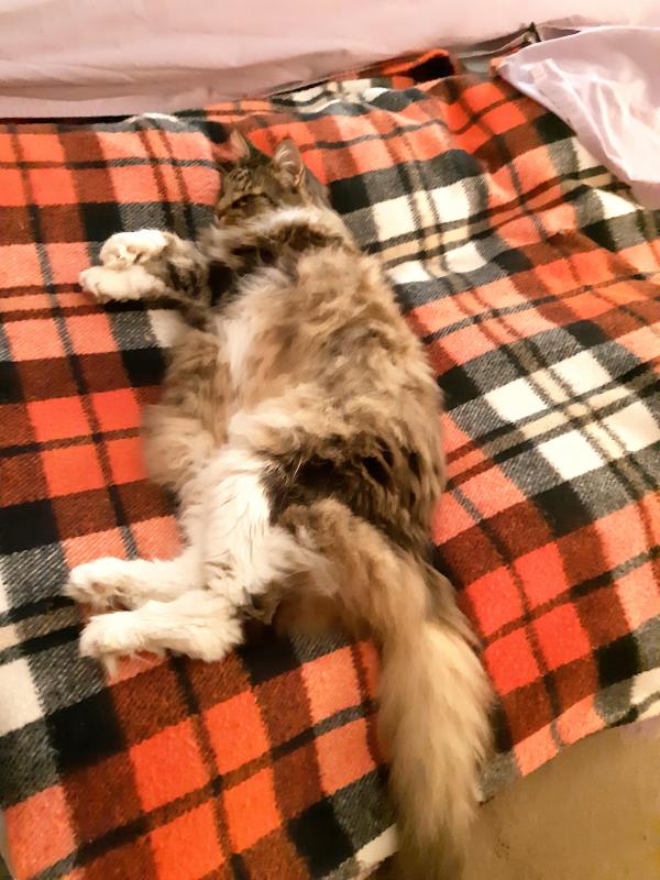 Rangoon uploaded   1 year/s ago