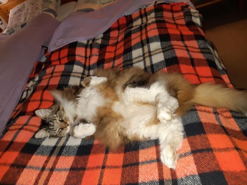 Rangoon uploaded   1 year/s ago