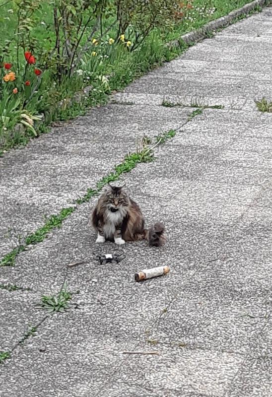 Rangoon uploaded   360  day/s  ago