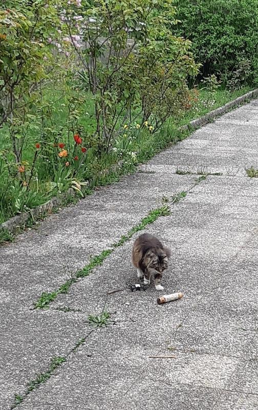 Rangoon uploaded   360  day/s  ago