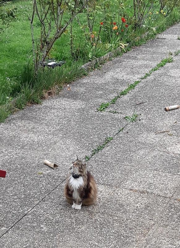 Rangoon uploaded   360  day/s  ago