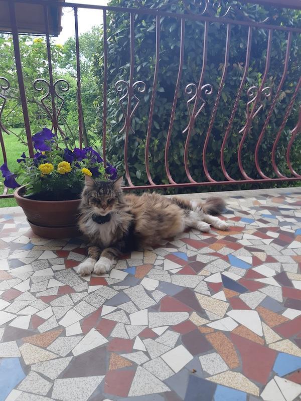 Rangoon uploaded   318  day/s  ago