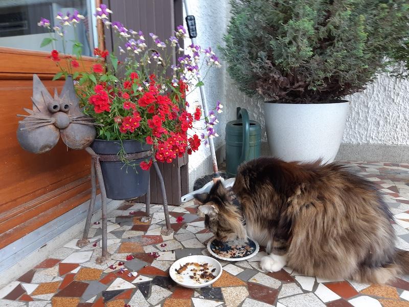 Rangoon uploaded   313  day/s  ago