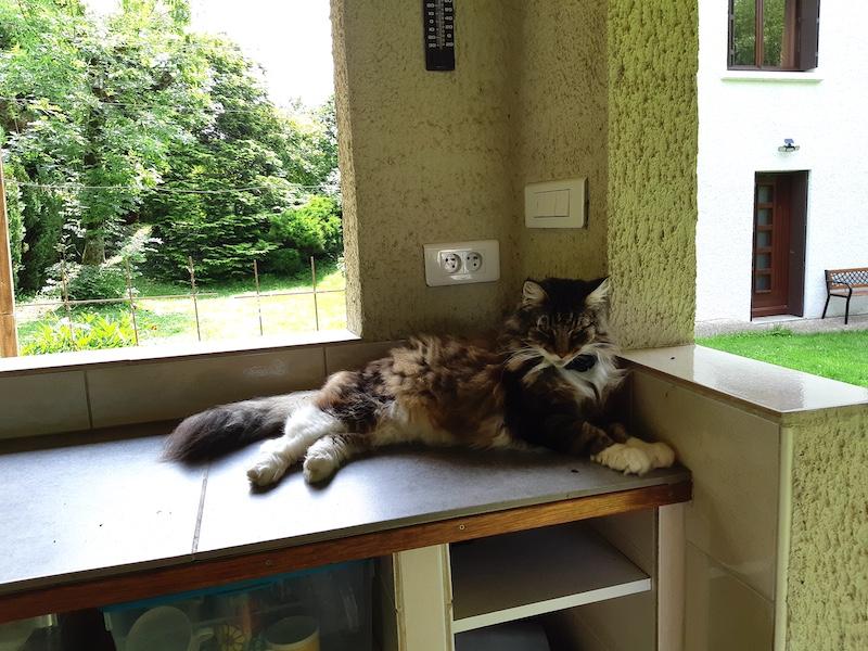 Rangoon uploaded   313  day/s  ago