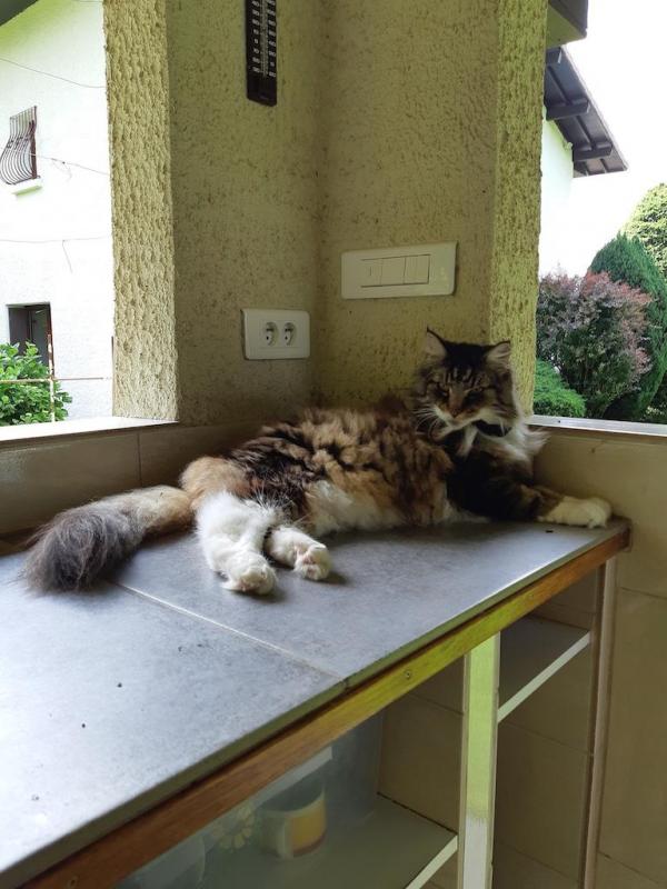 Rangoon uploaded   237  day/s  ago