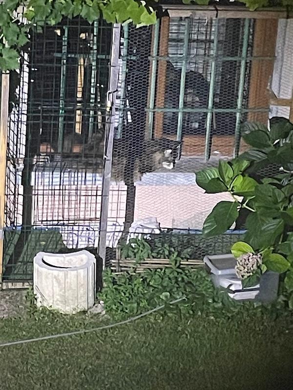 Rangoon uploaded   253  day/s  ago