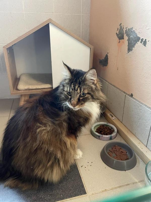 Rangoon uploaded   253  day/s  ago