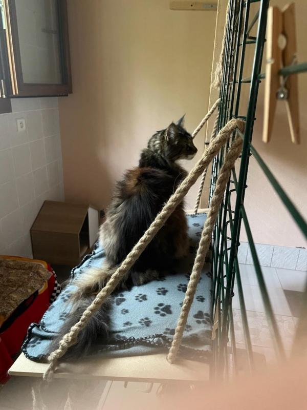 Rangoon uploaded   253  day/s  ago