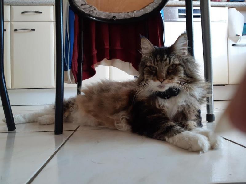 Rangoon uploaded   221  day/s  ago