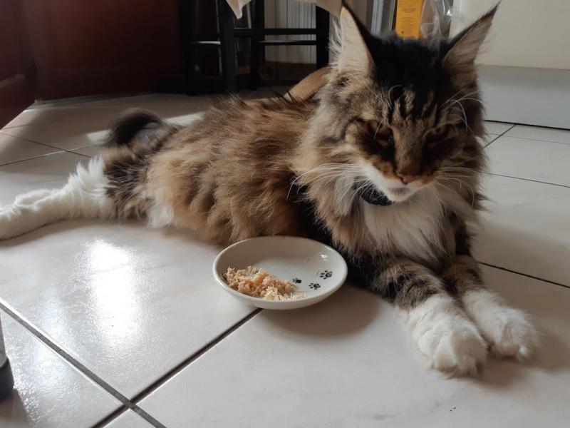 Rangoon uploaded   221  day/s  ago