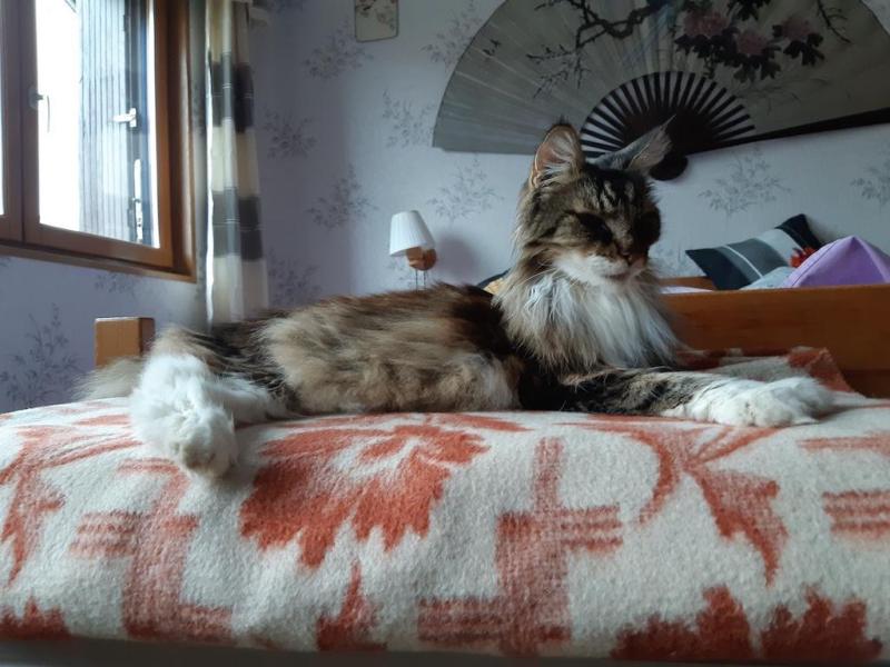 Rangoon uploaded   1  day/s  ago