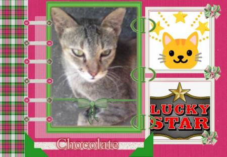 Chocolate of the Roxanne family