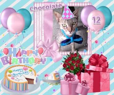 Chocolate of the Roxanne family