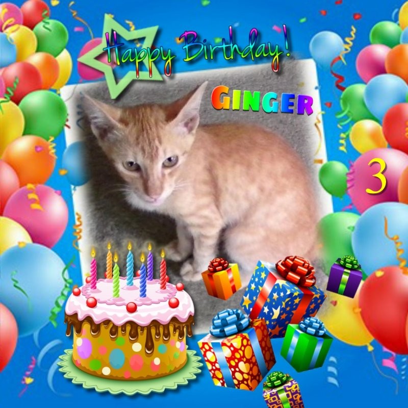 Ginger of the Roxanne family