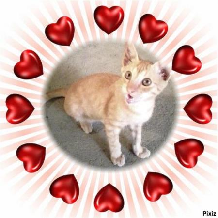 Ginger of the Roxanne family