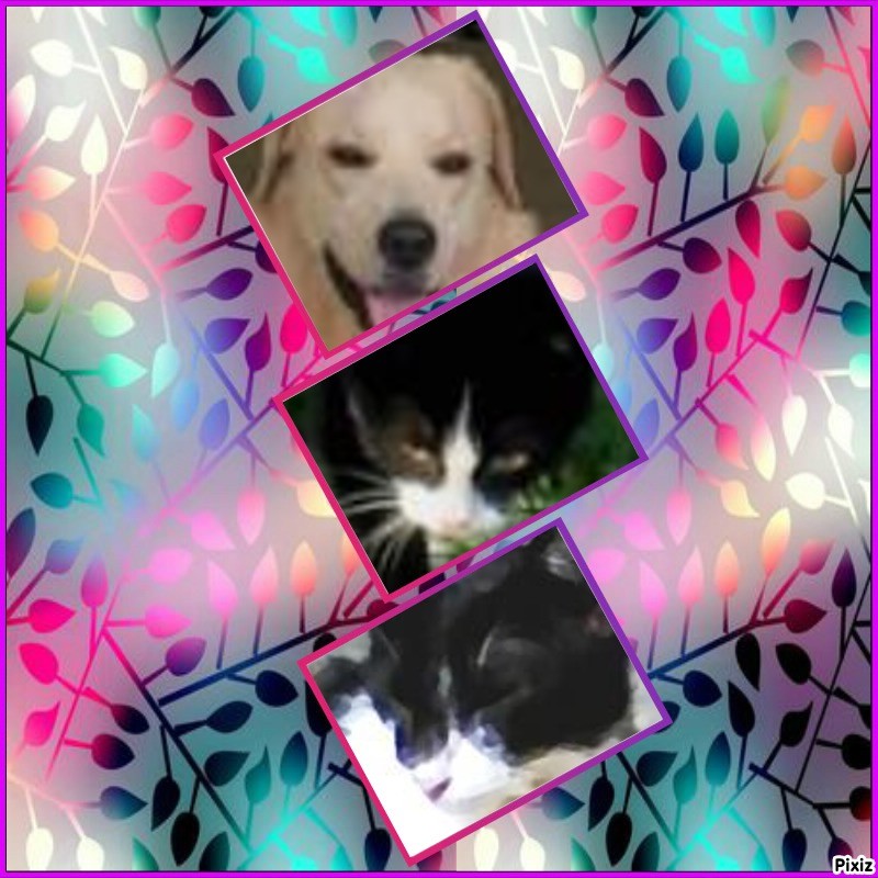 Batty of the Roxanne family