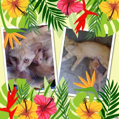 Stampy of the Roxanne family