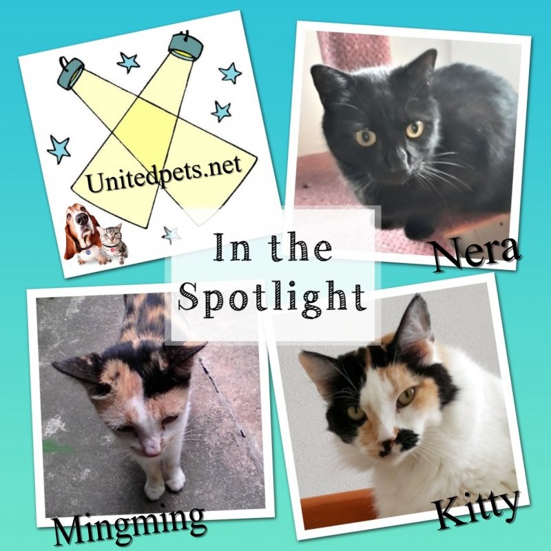 Mingming Junior of the Roxanne family