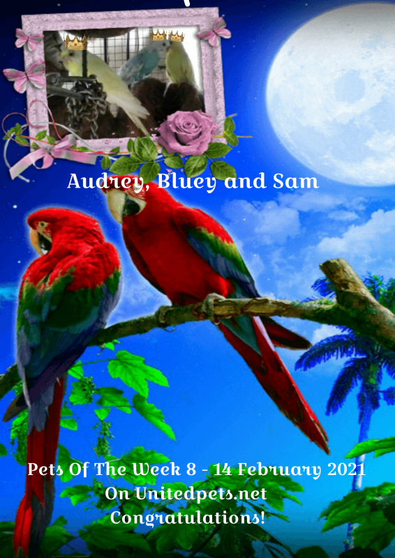 Audrey, Bluey And Sam of the Roxanne family