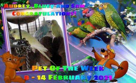 Audrey, Bluey And Sam of the Roxanne family