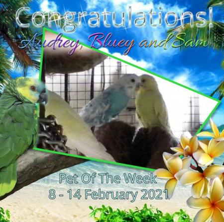 Audrey, Bluey And Sam of the Roxanne family