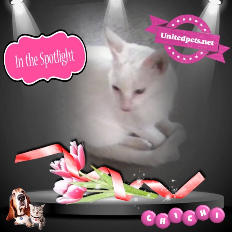 Chichi of the Roxanne family