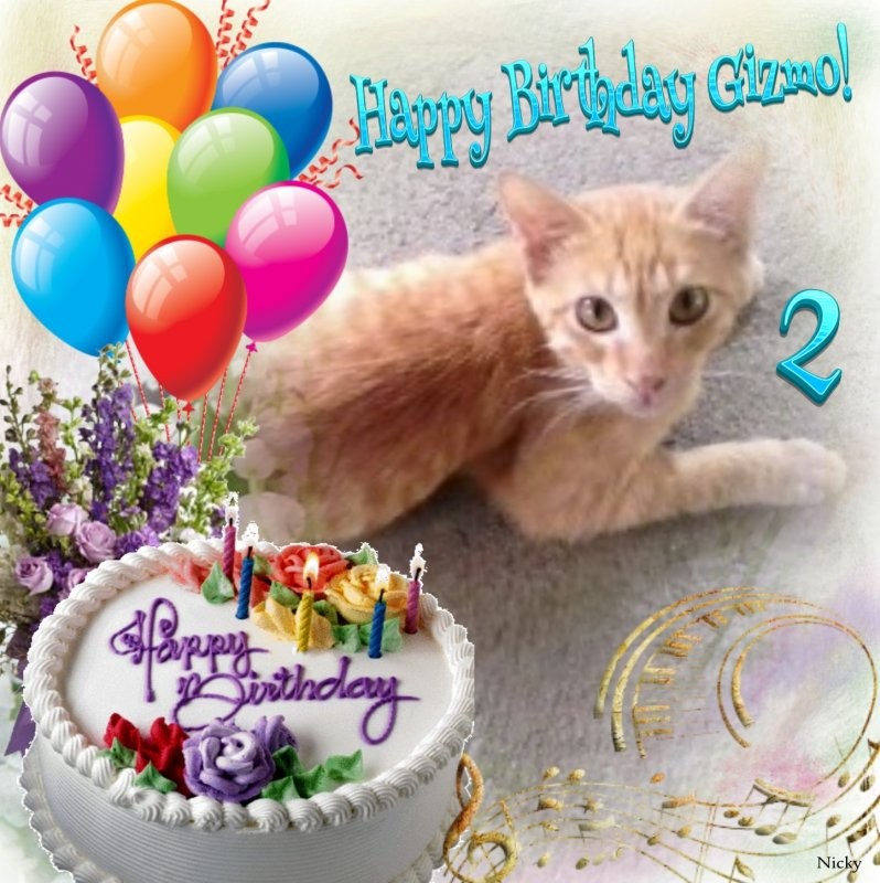 Gizmo of the Roxanne family