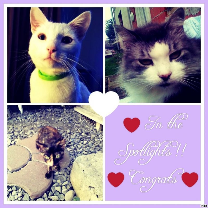 Butterscotch of the Roxanne family