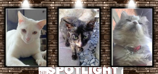 Butterscotch of the Roxanne family