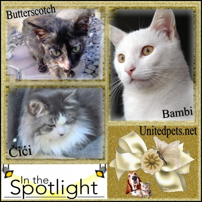 Butterscotch of the Roxanne family